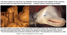 unborn child unborn dolphin
